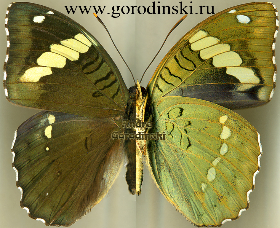 http://www.gorodinski.ru/nymphalidae/Euthalia sahadeva pyrrha.jpg